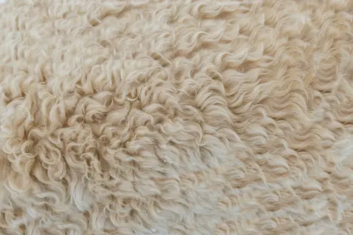 The Pashmina wool