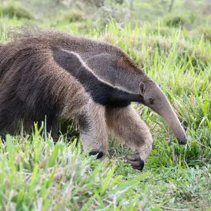 Fuzzy Anteater