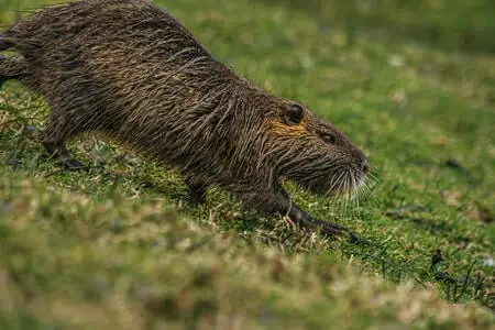 Why was Beaver Fur so Popular