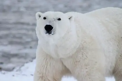 How do Polar Bears Stay Warm in the Arctic