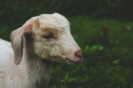 Why Do Goats Have a Beard?