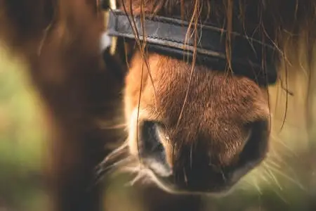Are horses killed for their hair?