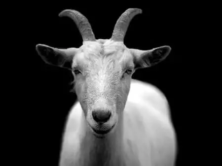Do goats beards like shade?