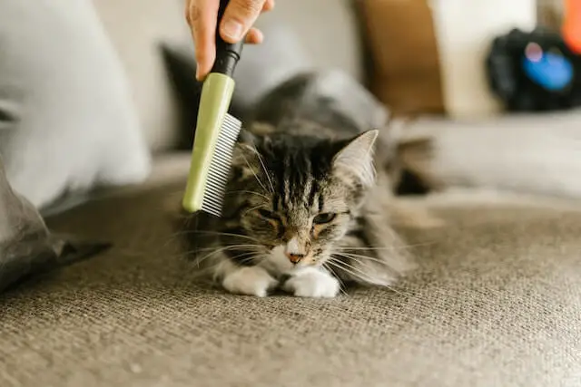 Removing Stubborn Pet Hair From Clothes Without Damage