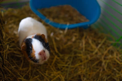 How Much Hair Do Guinea Pigs Lose?
